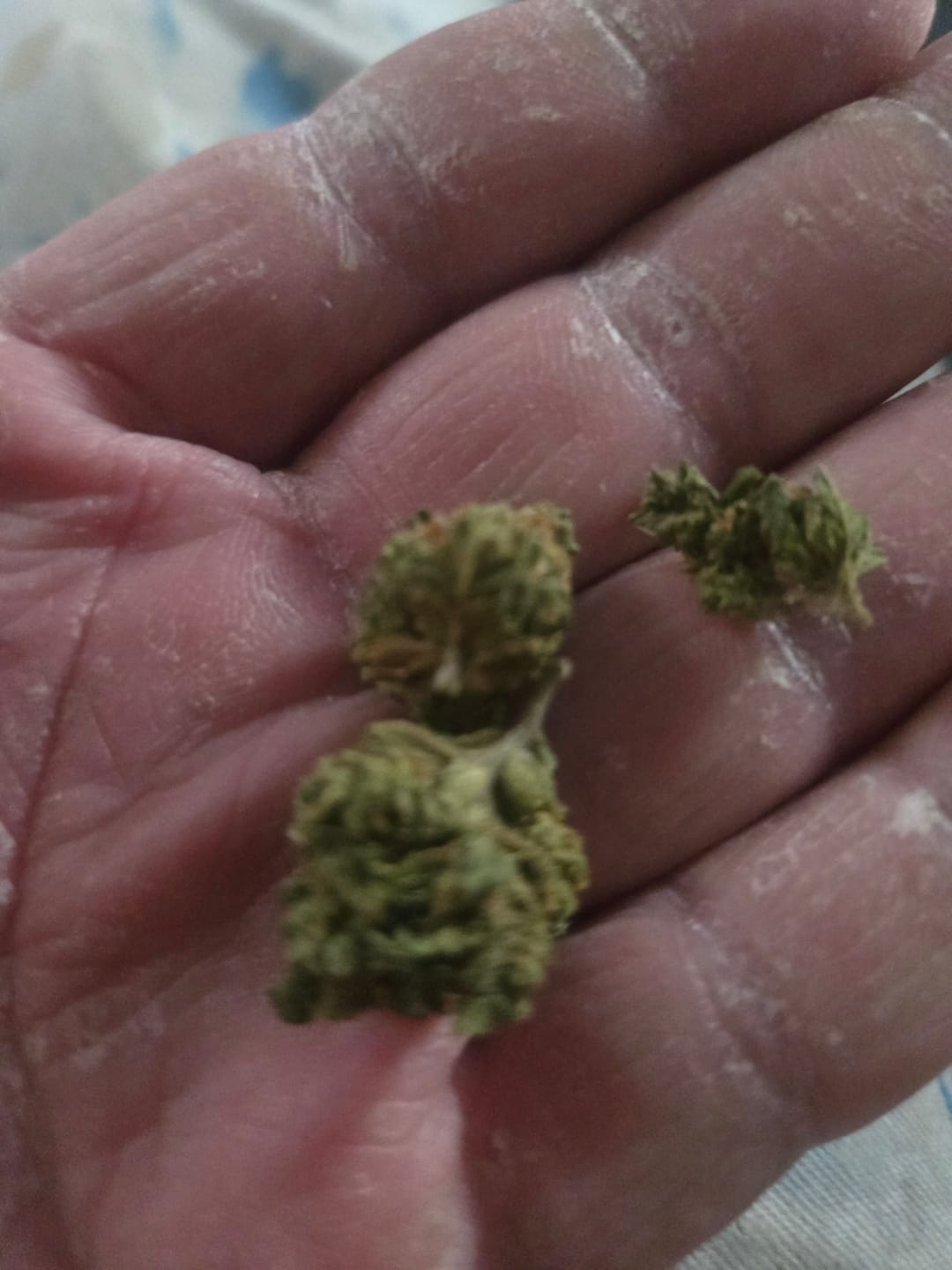 Customer photo review of Puffaroo - Triangle Kush - 28 Grams - Indica