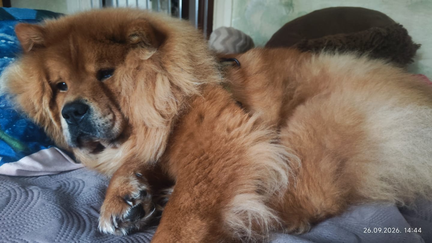 Customer photo review of PERFECT Skin & Coat | Premium Pet Supplement