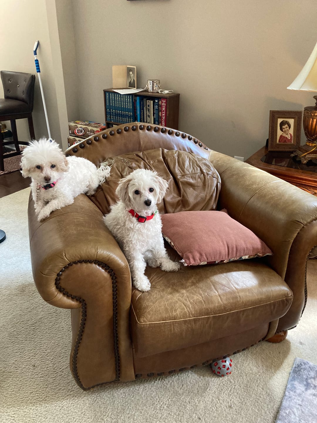 Customer photo review of FurLife™ - 12 Months All Natural Flea and Tick Tags for Dogs