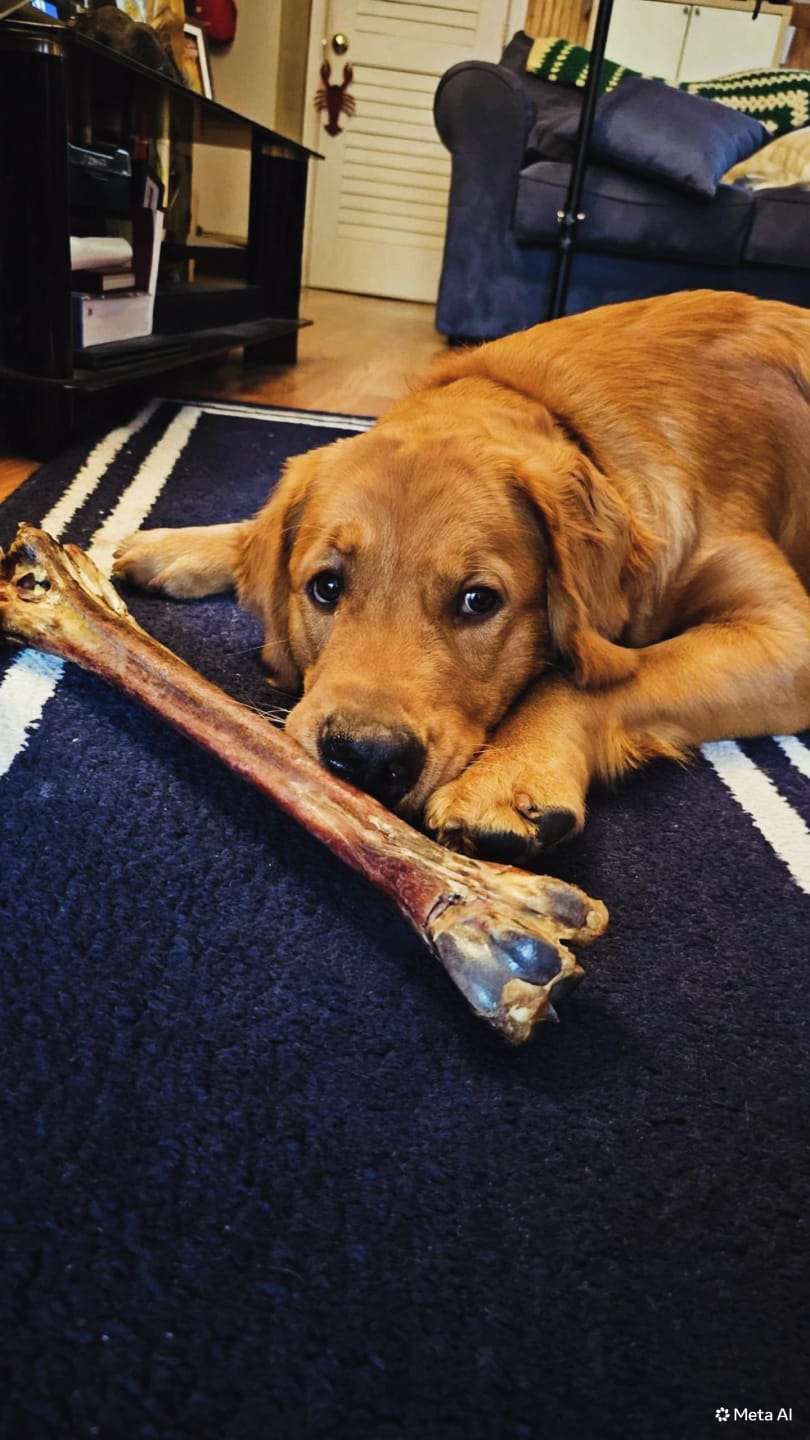 Customer photo review of Ostrich Long Bone (19" x 3.5"): The Ultimate Challenge for Medium, Large & Extra-Large Dogs