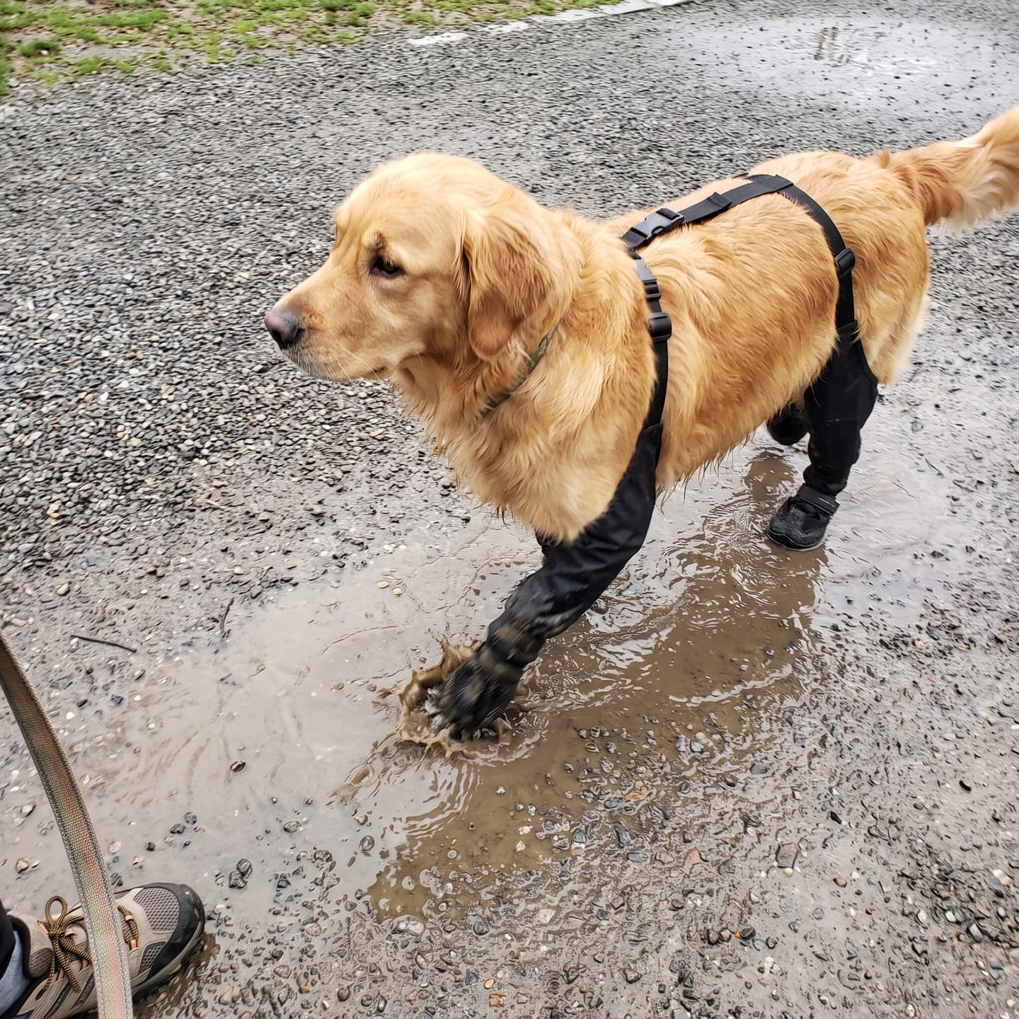 Customer photo review of Botas impermeables para perro