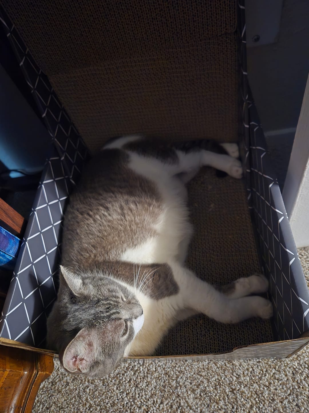 Customer photo review of 26" L Shaped Cat Scratcher Box and Cat Bed with Double-Sided Cardboard Cat Scratch Pad