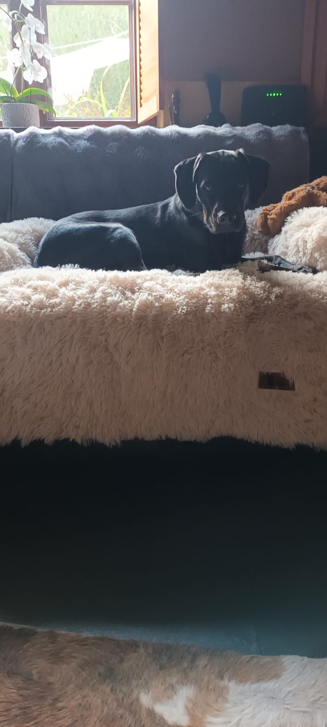 Customer photo review of Pet Perfect Fluffy Bankbeschermer