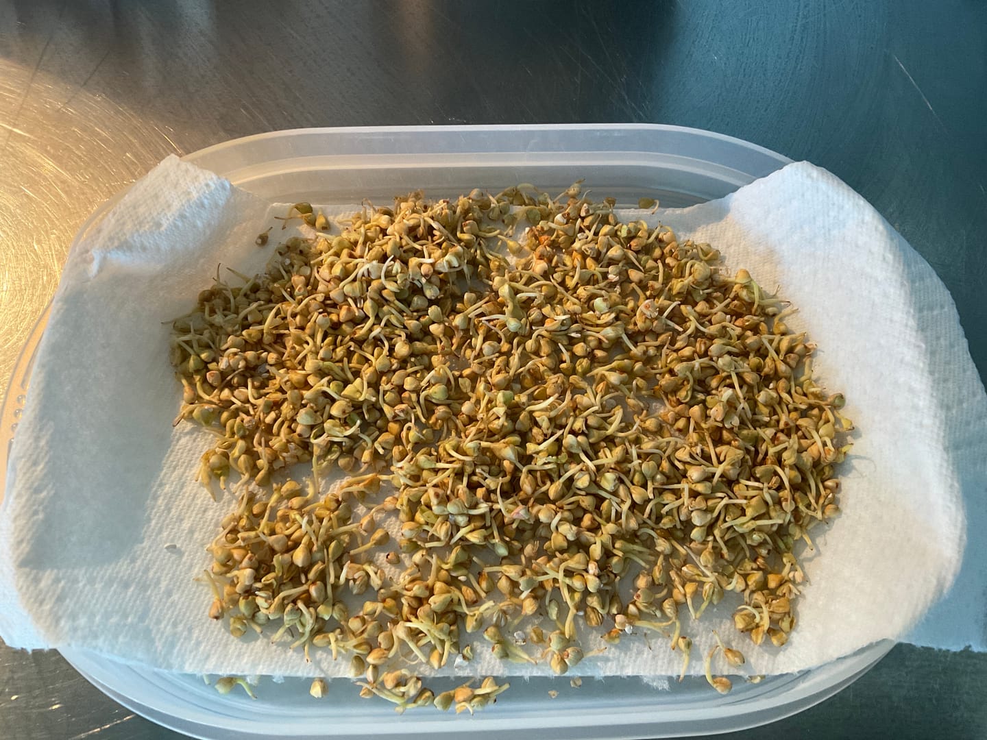 Customer photo review of Buchweizen Sprossen Bio 500g