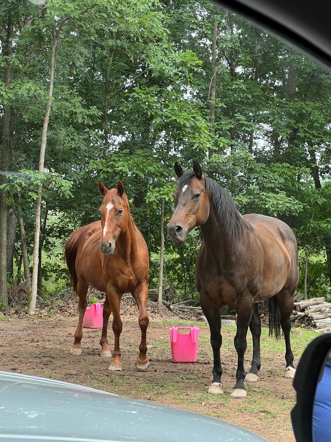 Customer photo review of OptiWize Collagen +Plus Horse Joint Supplement