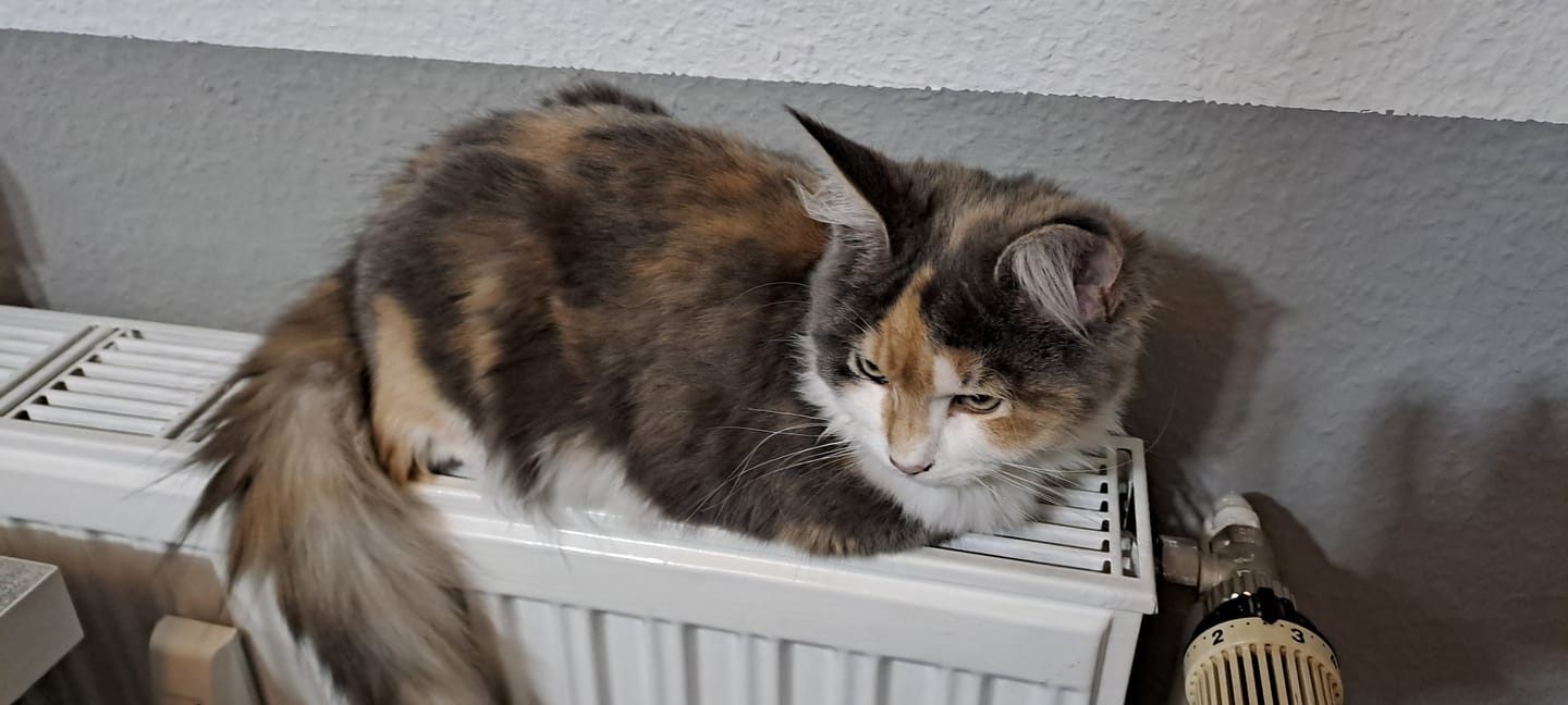 Customer photo review of Naturreines Katzenstreu Aktion