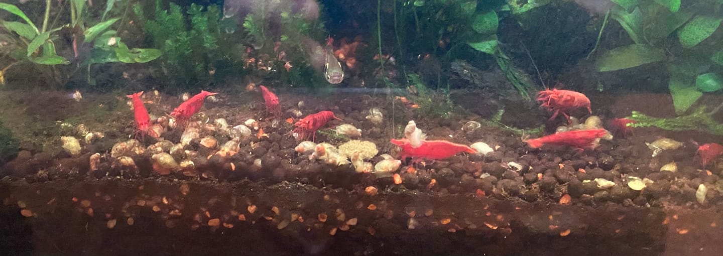 Customer photo review of Fire Red Cherry Shrimp