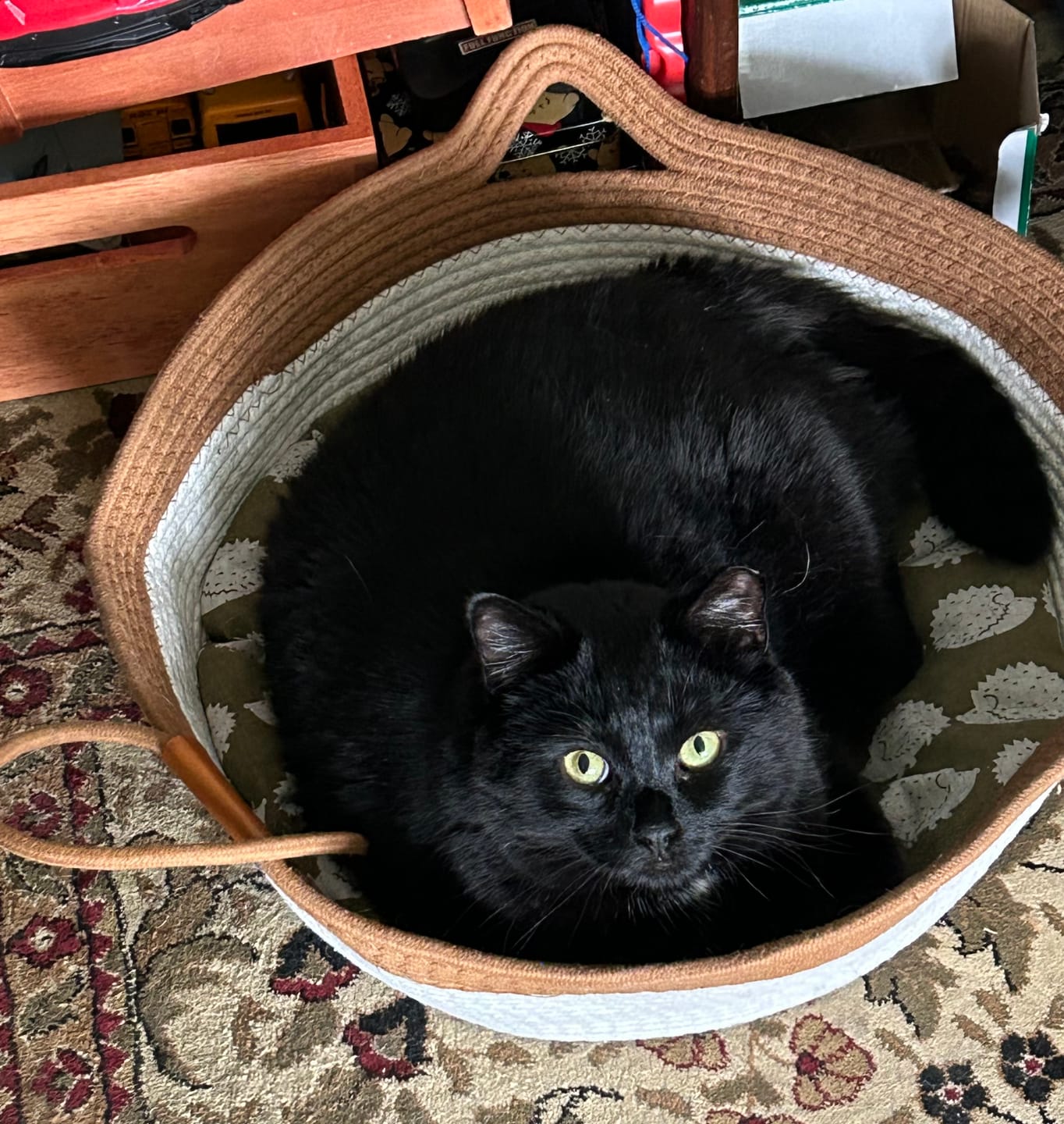 Customer photo review of Instinct Basket | Meet the first research-backed natural territory for indoor cats