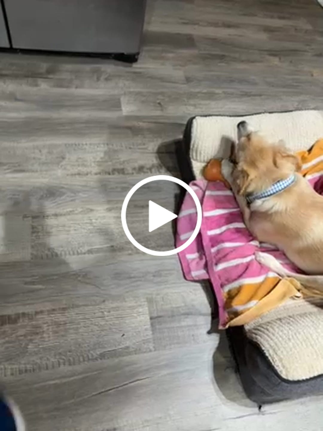 Customer video review of Himalayan Yak Chews — All Sizes | Small to Giant Dogs