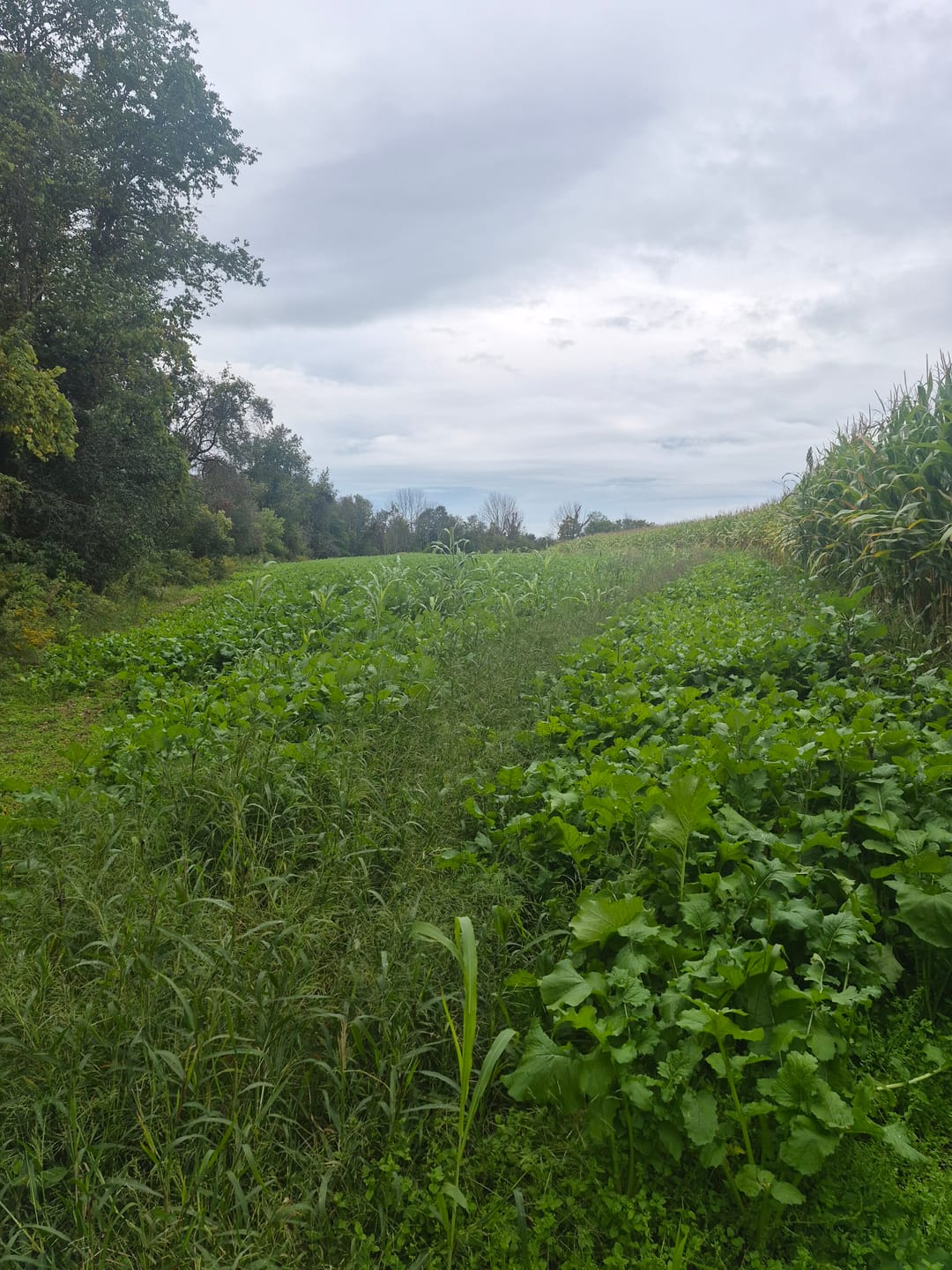 Customer photo review of Big Sexy™ Food Plot Seed