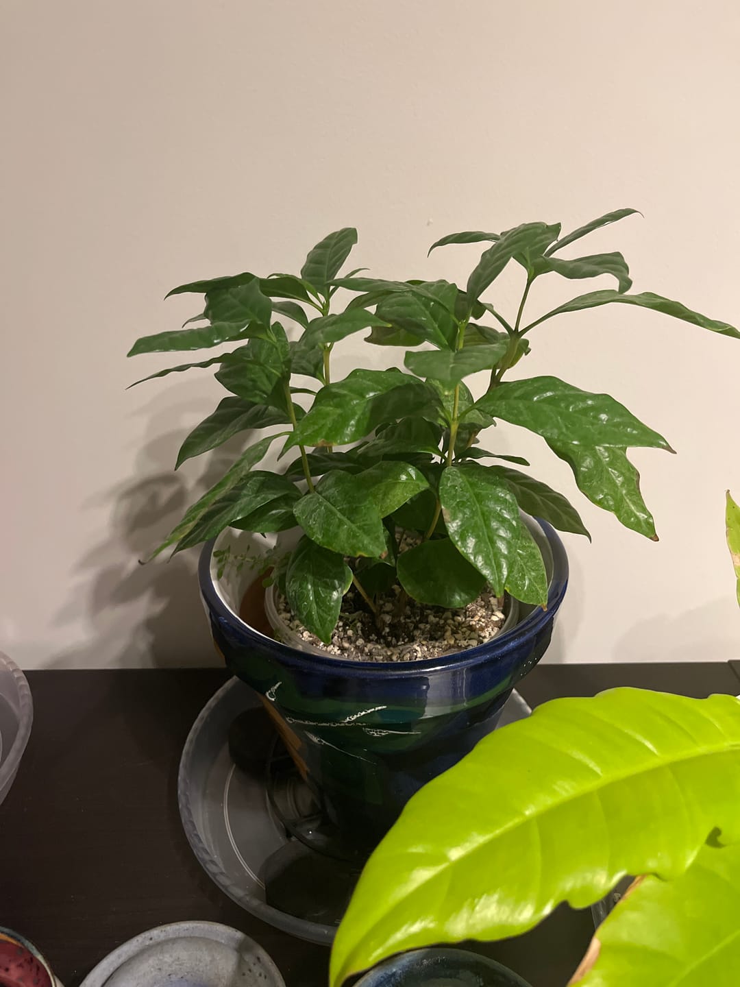Customer photo review of Coffea arabica "Coffee Plant"