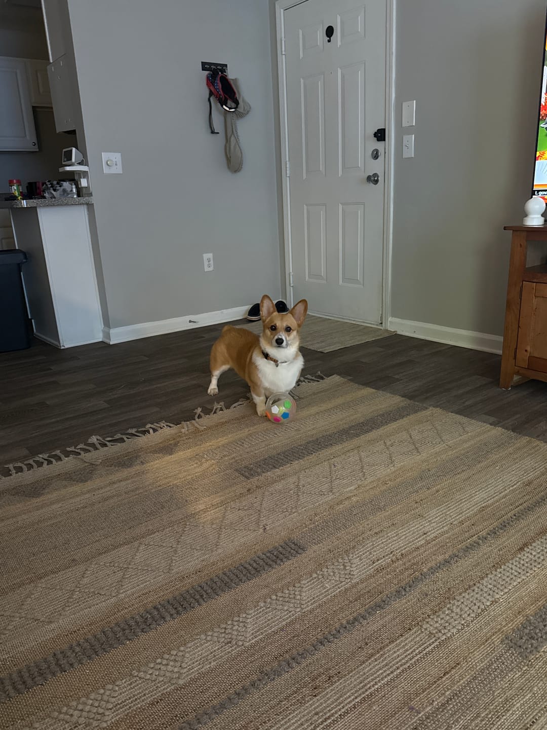 Customer photo review of Squeaky Soccer Ball