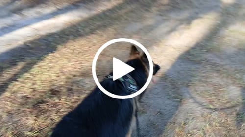 Customer video review of Dogshood ™ No Pull Harness
