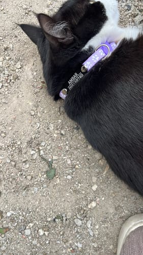 Customer photo review of Collar Remachado (Gato)