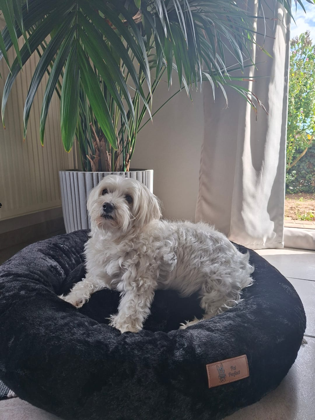 Customer photo review of Pet Perfect Orthopedische Donutmand