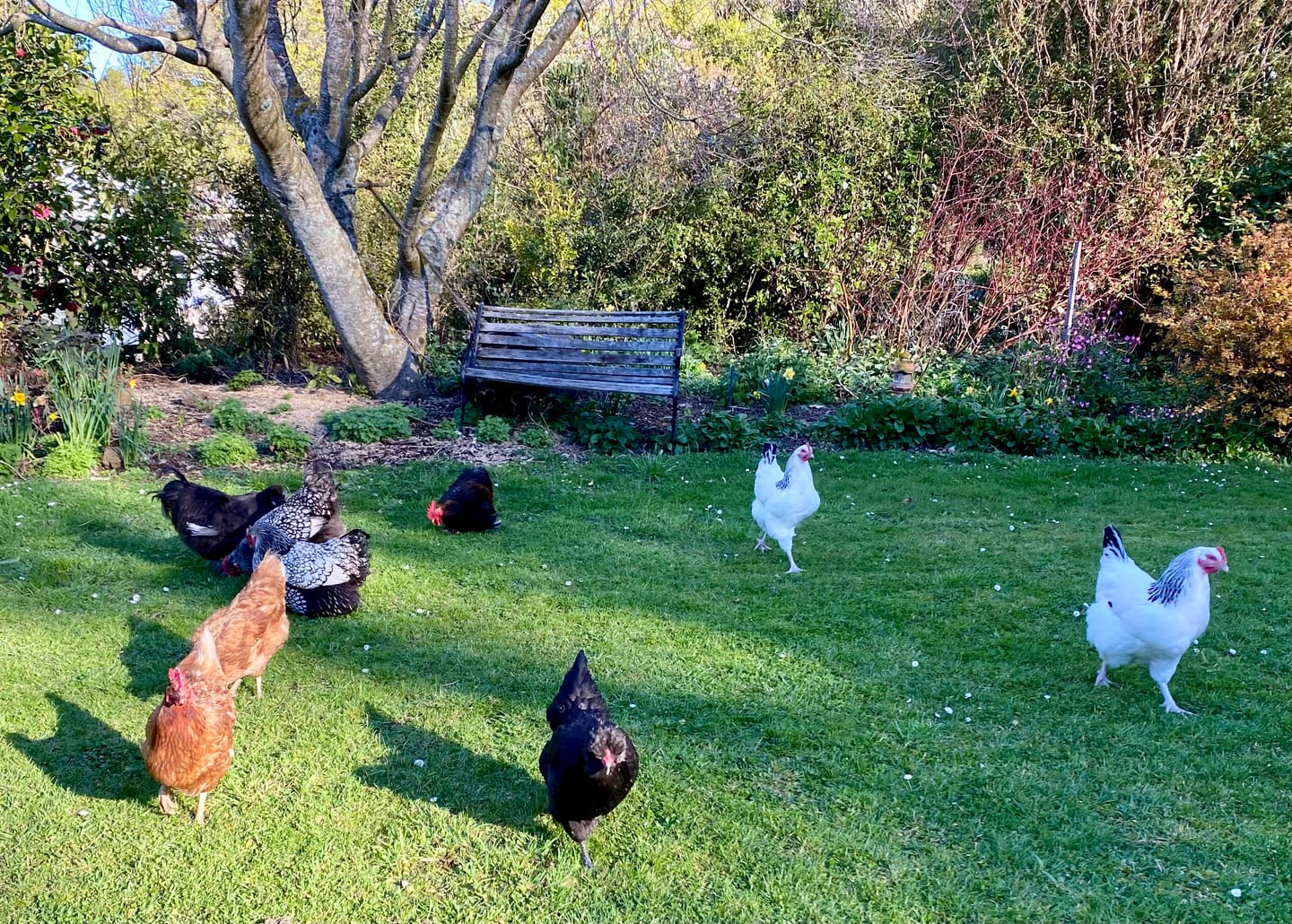 Customer photo review of Flubenol 5%  Poultry & Pig Wormer 50g to 600g