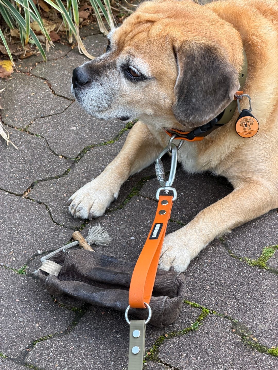 Customer photo review of The Multi QuickLead™ Duo Tone - Dog Leash