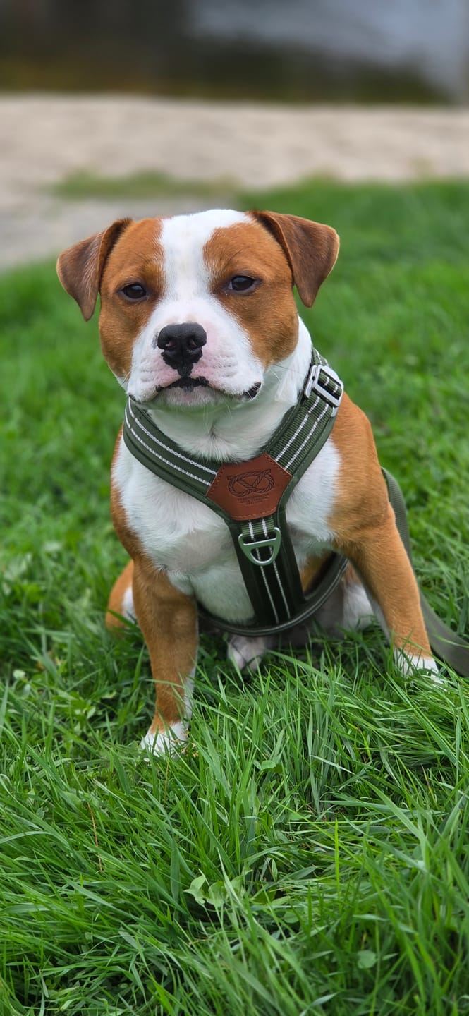 Customer photo review of Staffordshire Bull Terrier 1935® Harness & Leash Set - Green