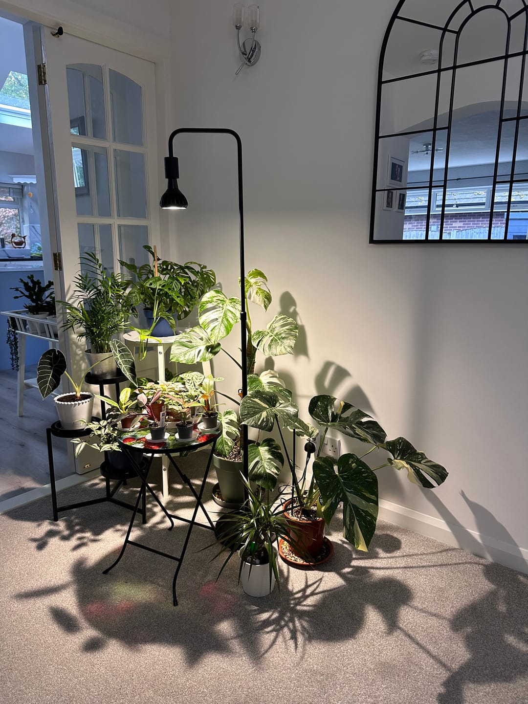 Customer photo review of Pianta Grow Light and Adjustable Floor Lamp Bundle