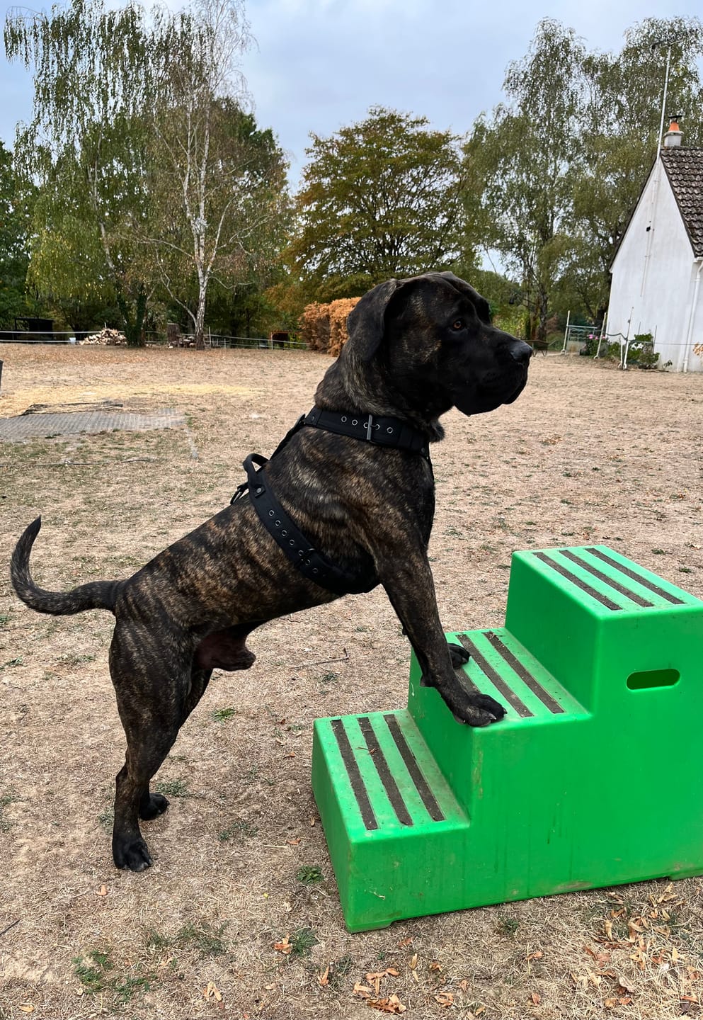 Customer photo review of Easy Walk Black Edition Svart - Sele med handtag