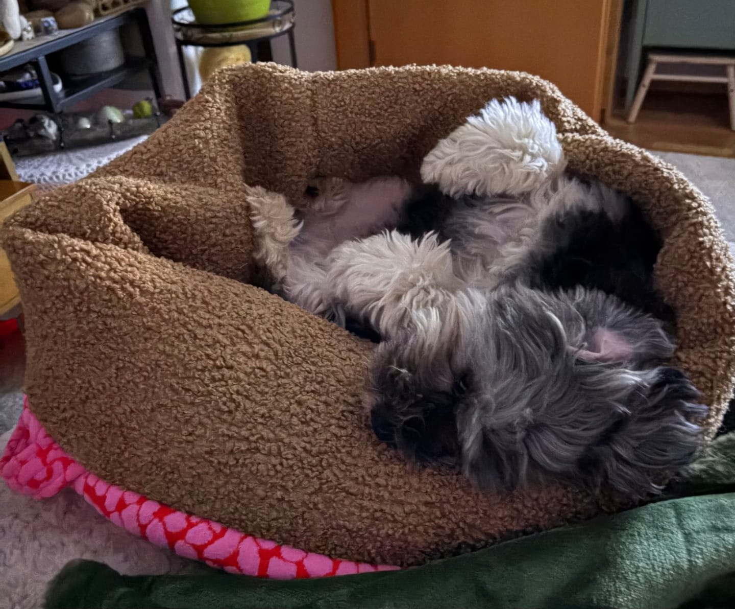 Customer photo review of The Studio Nest: mobiles Hundebett & Schlafsack für kleine Hunde