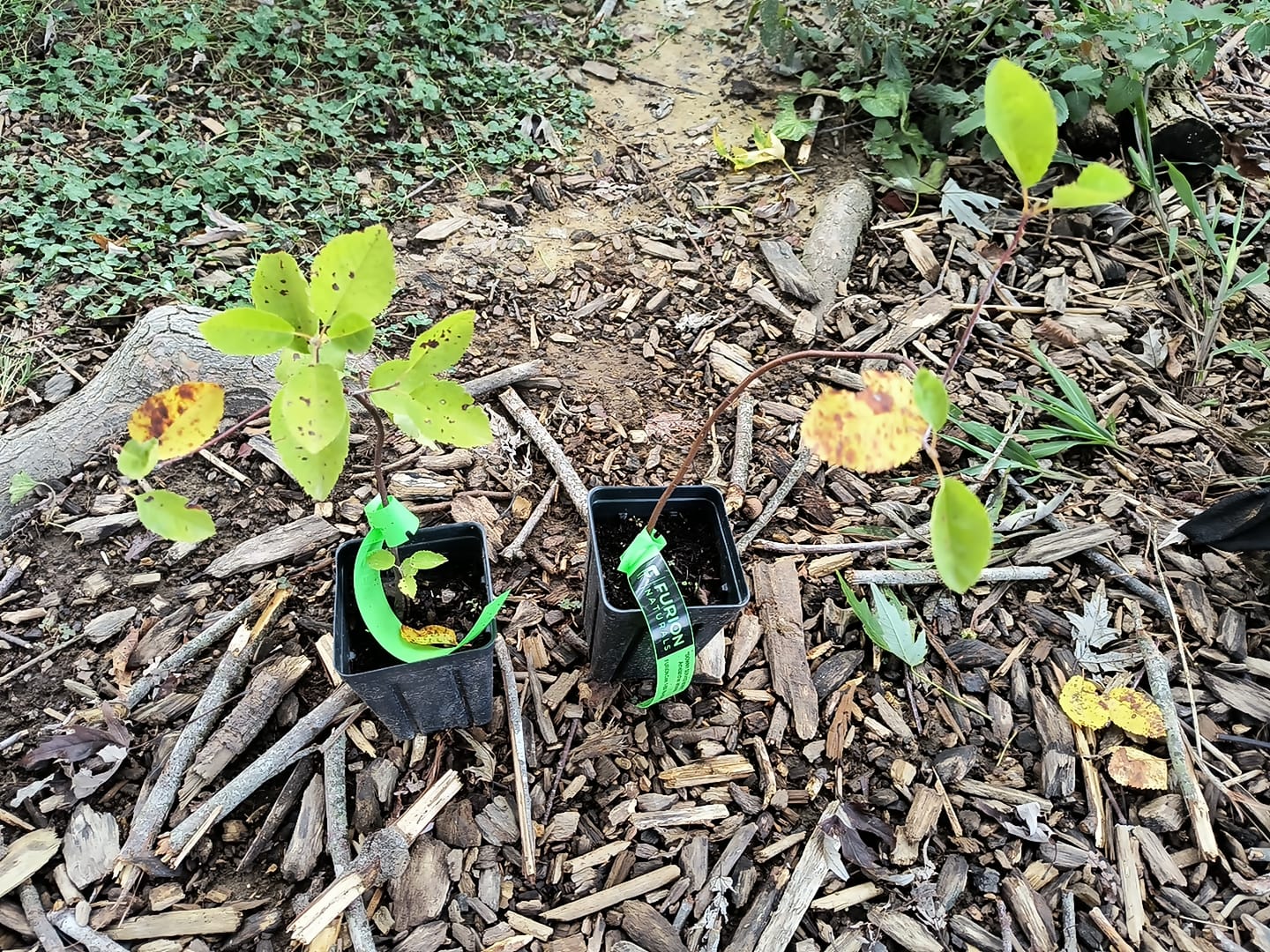 Customer photo review of (1) 10-12” Downy Service Berry Bush/Tree-Attracts Butterflies, Great Fruit (better than Blueberries) & Beautiful! (4x5 pots)
