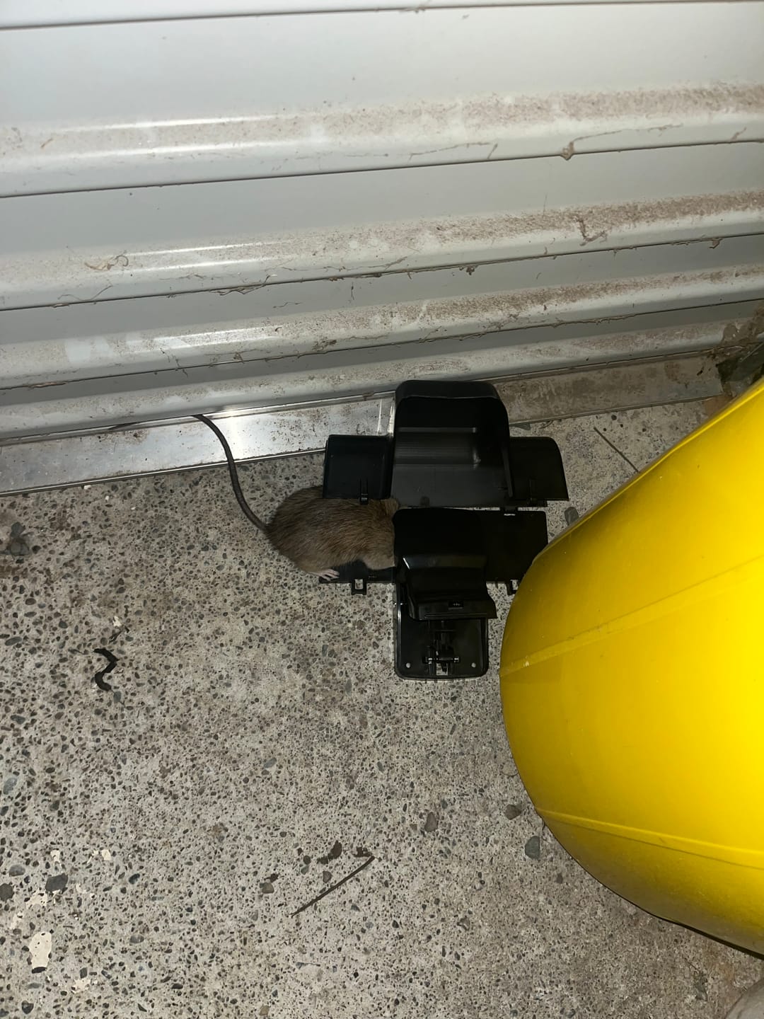 Customer photo review of Rat Killa Trap