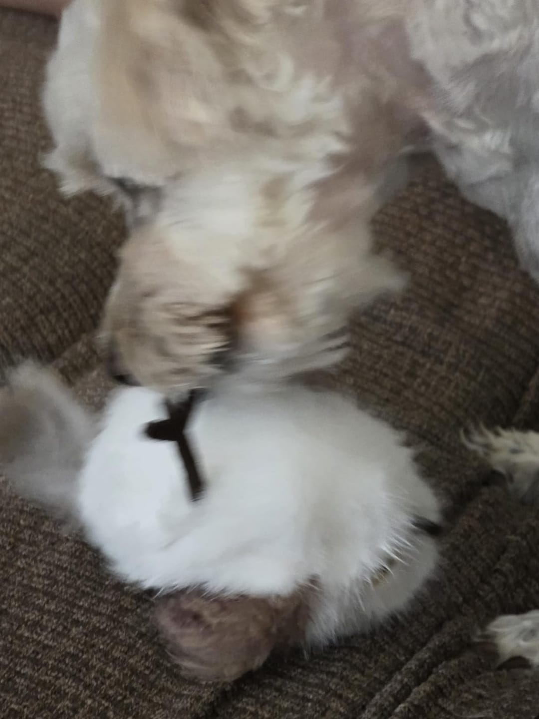 Customer photo review of Juguete interactivo para gatos