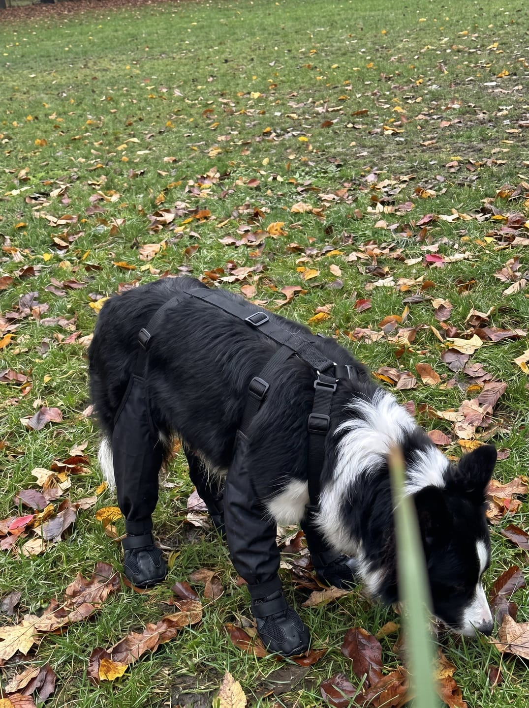 Customer photo review of Botas impermeables para perro