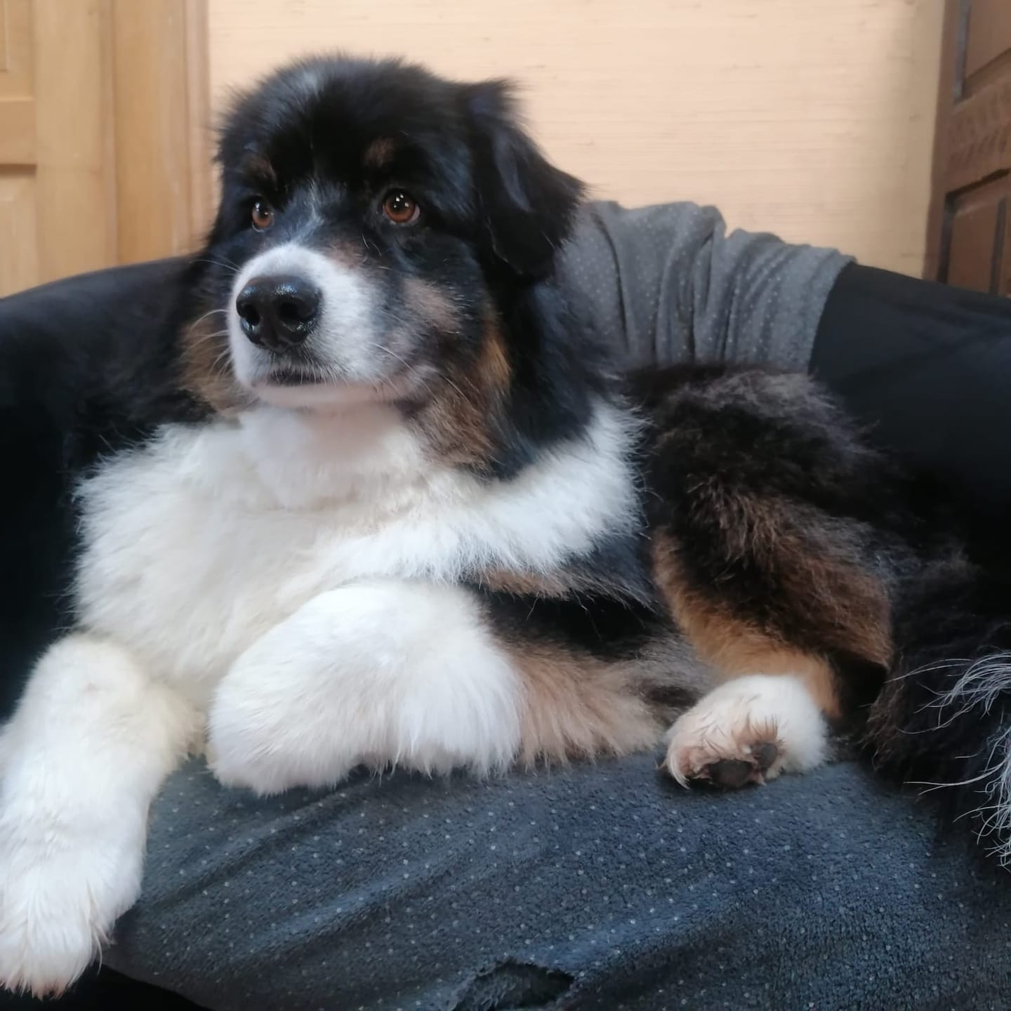 Customer photo review of Notre recommandation : Croquettes Chien Stérilisé Poulet Sans Céréales Ajoutées et Légumes
