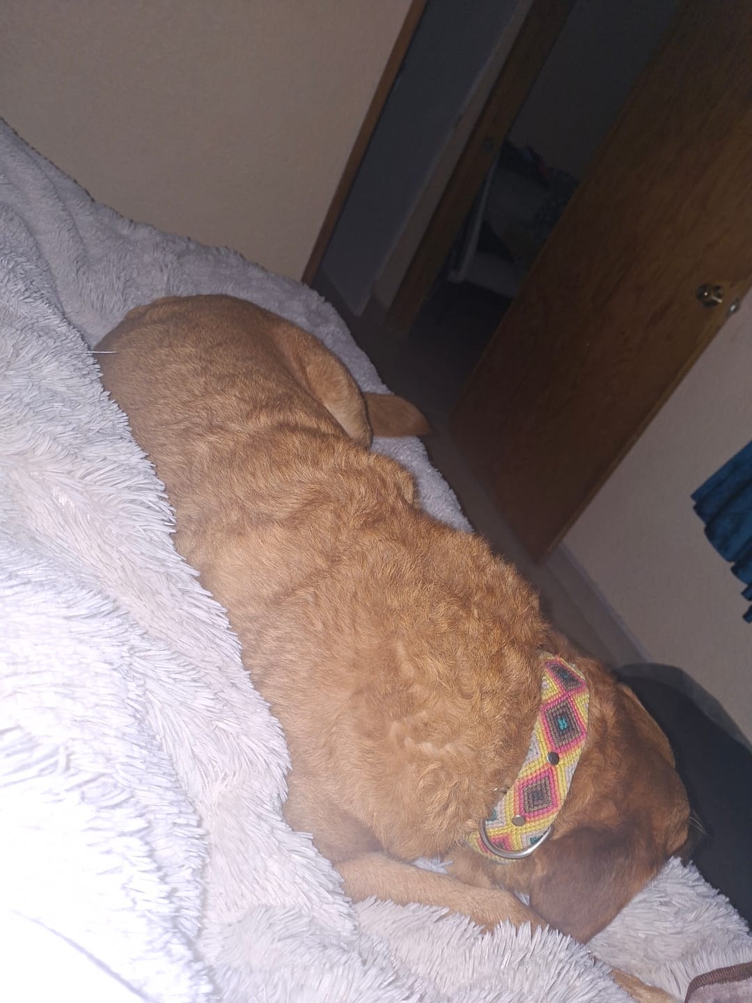 Customer photo review of Cobija Impermeable para Perros