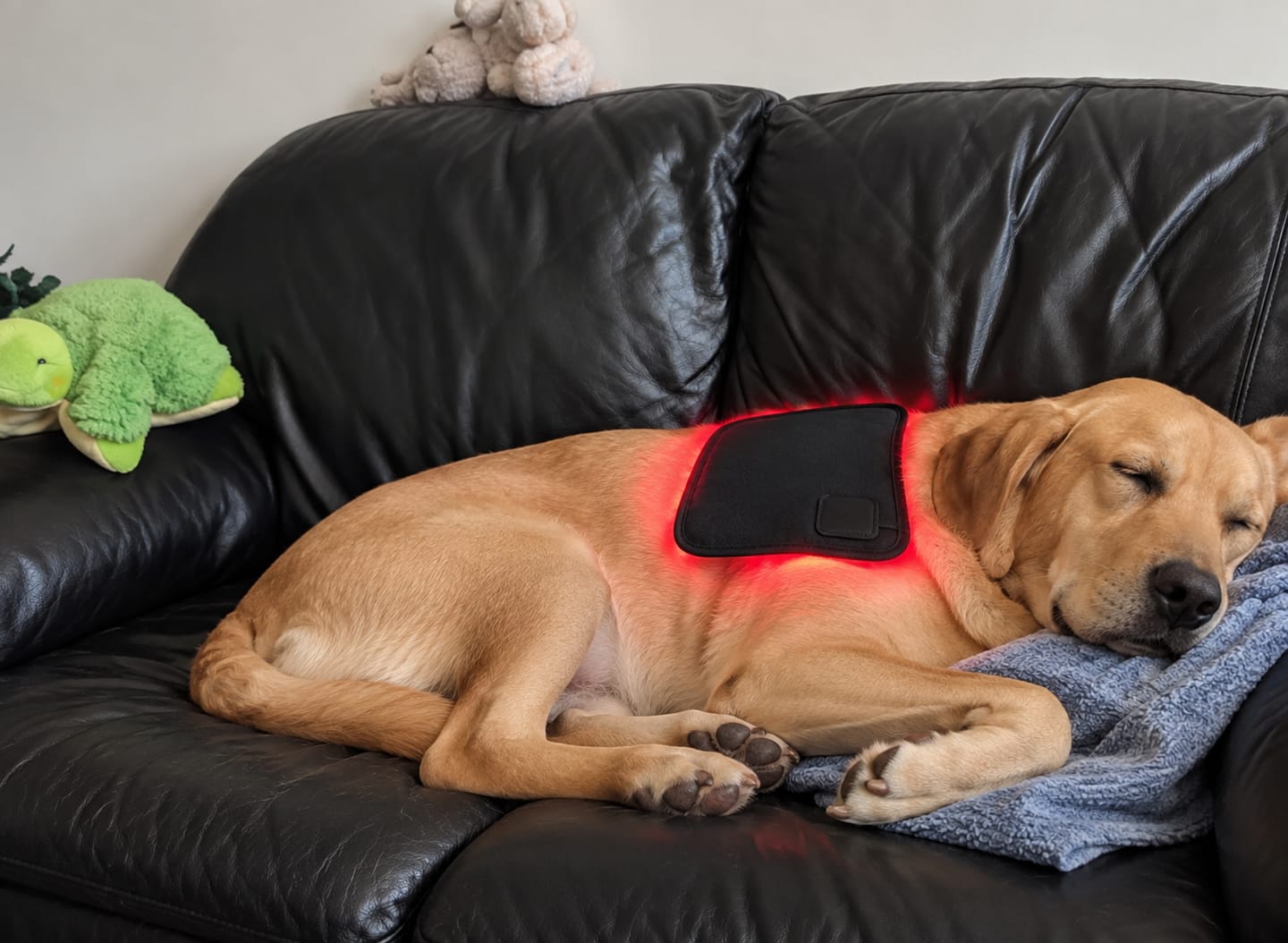 Customer photo review of LumaPaw™ Terapia de Luz Roja para Articulaciones y Movilidad