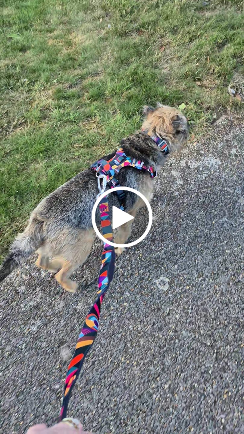 Customer video review of Adventure Harness