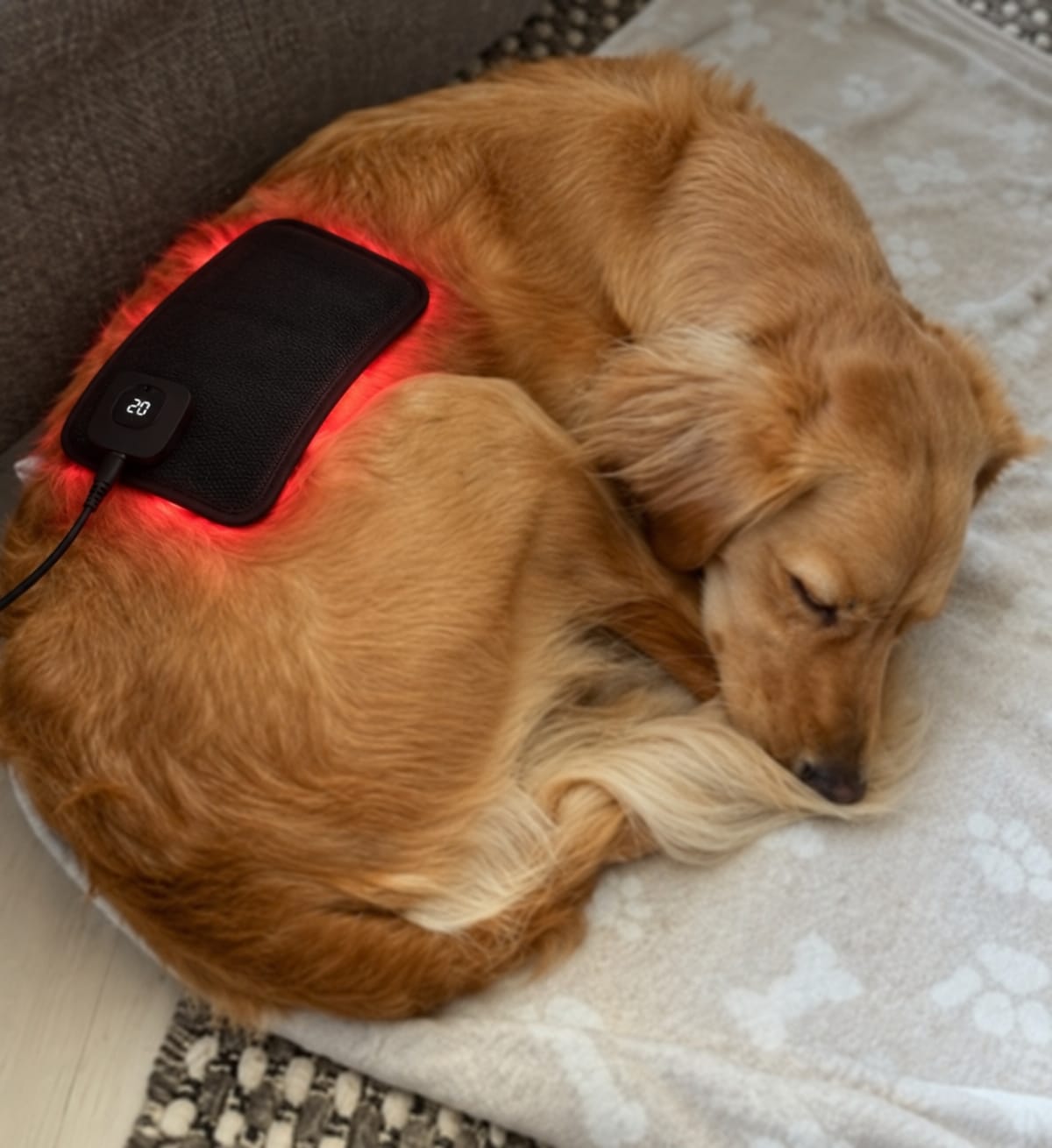 Customer photo review of LumaPaw™ Terapia de Luz Roja para Articulaciones y Movilidad