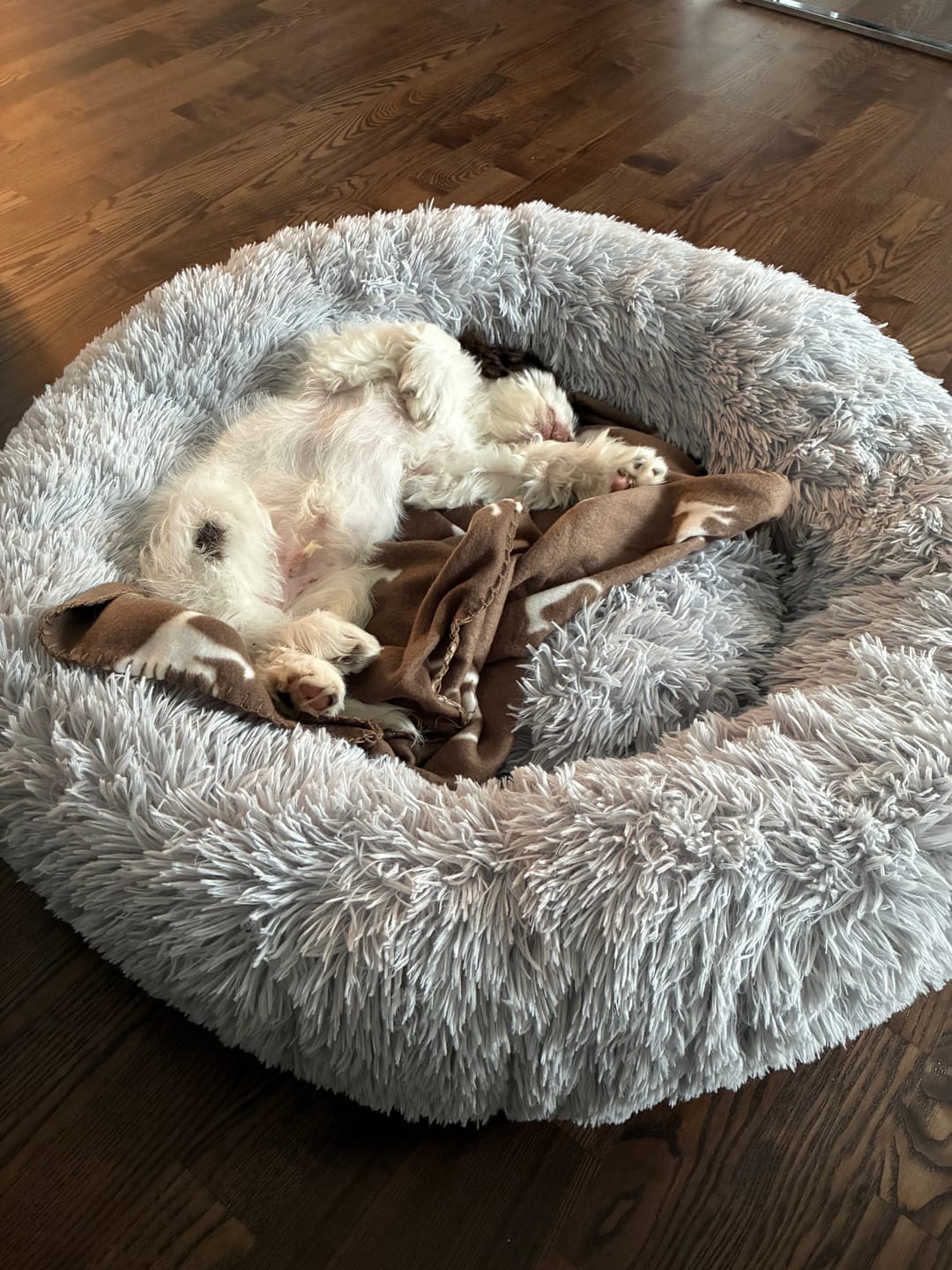 Customer photo review of CalmBed