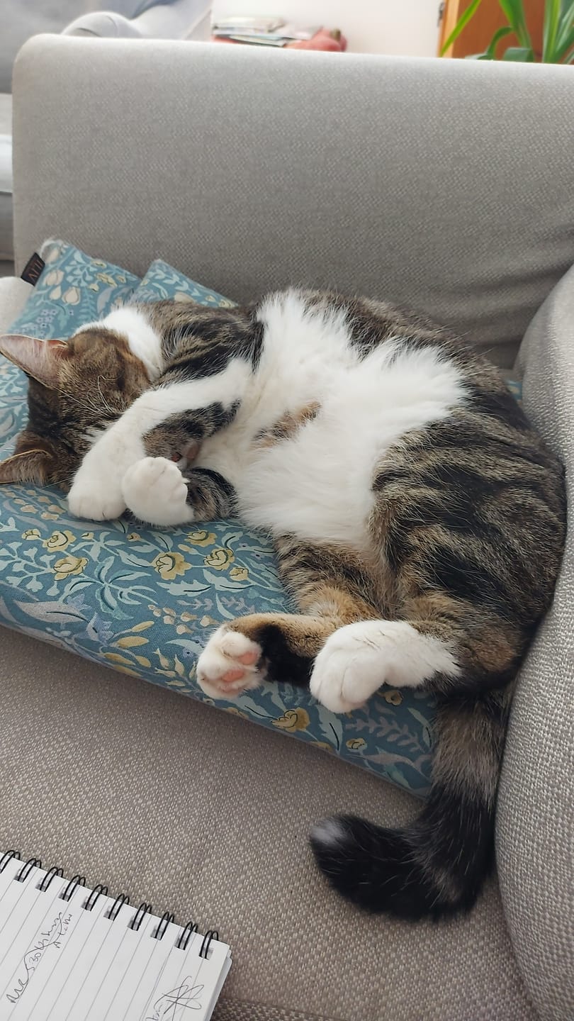 Customer photo review of Cat Gel