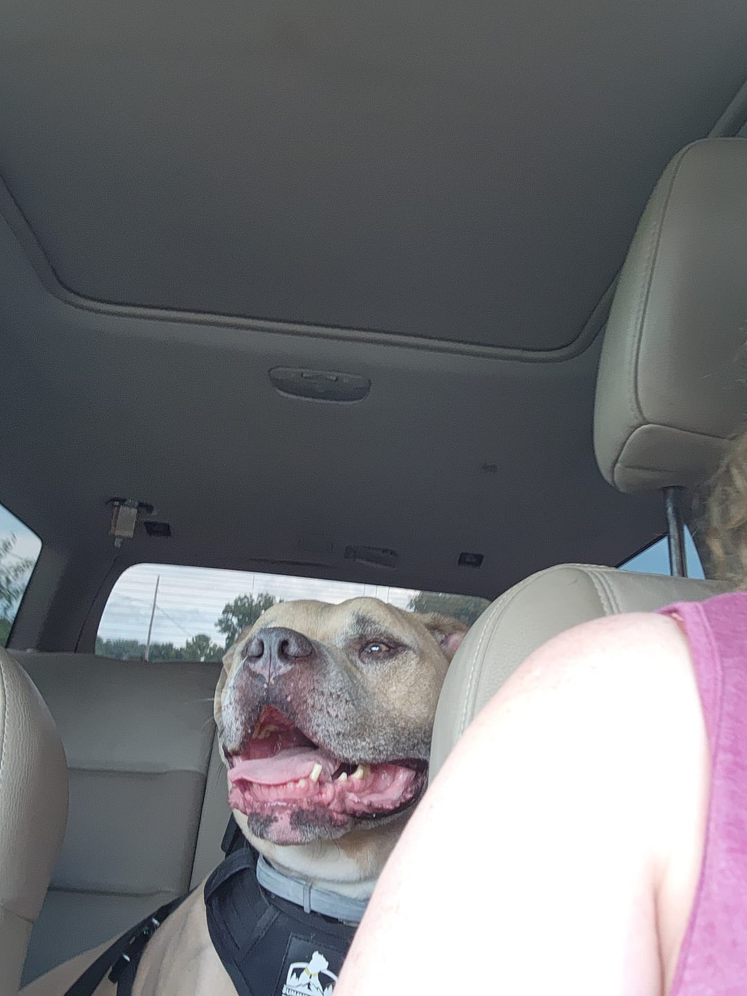 Customer photo review of No Pull Bully Proof Harness