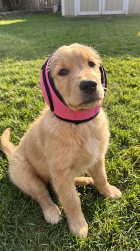 Customer photo review of Rincón Peludo® | Protector Acústico Antiestrés para Perros