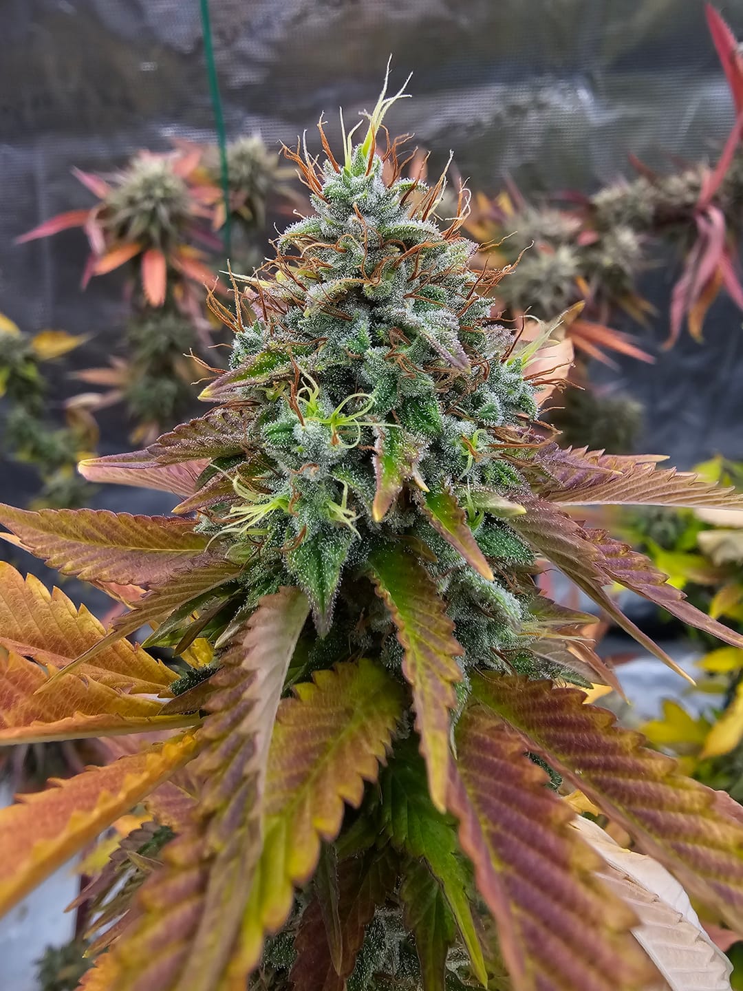 Customer photo review of Hanfstecklinge | Blackberry Moonrock