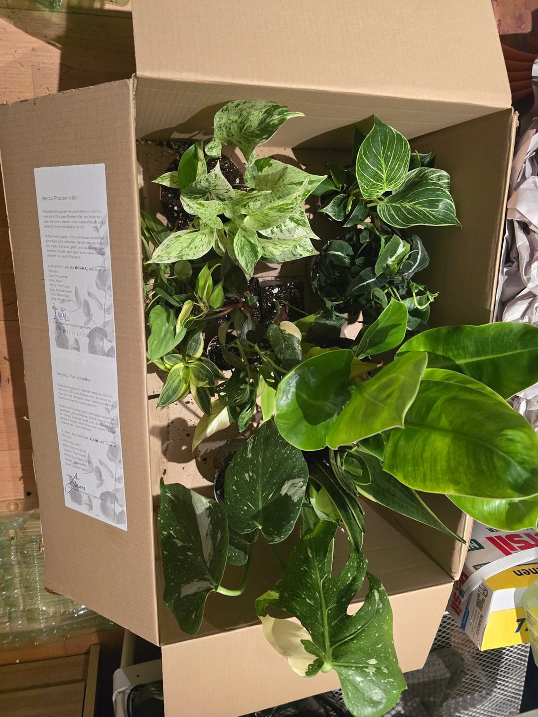 Customer photo review of SAD-PLANT-SET