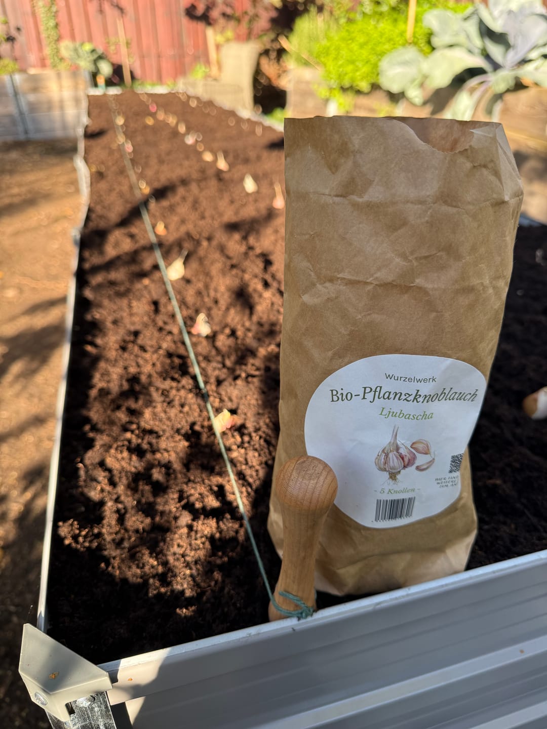 Customer photo review of Pflanzknoblauch ‘Ljubascha’: Bio-Pflanzgut aus Erhaltungsanbau