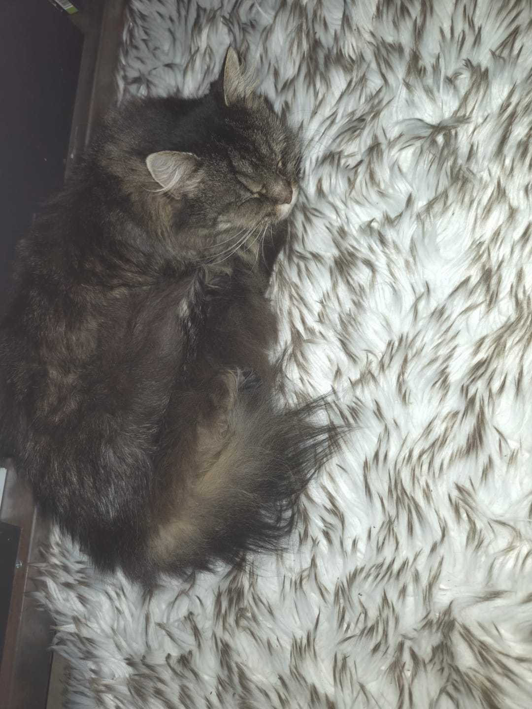 Customer photo review of ComfyRug Original – Premium memory foam hundeseng