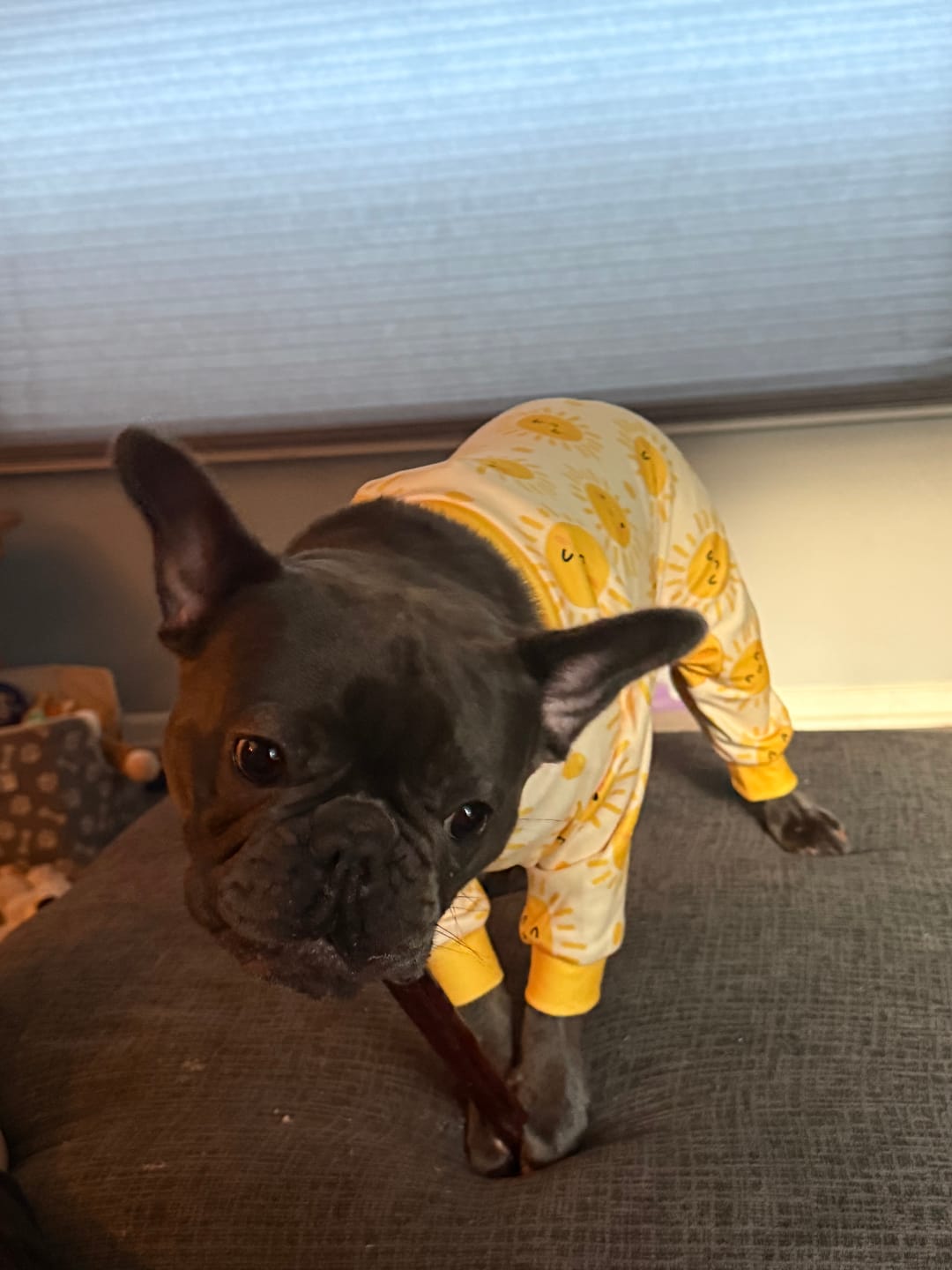 Customer photo review of Dog Pajama - Sunshine