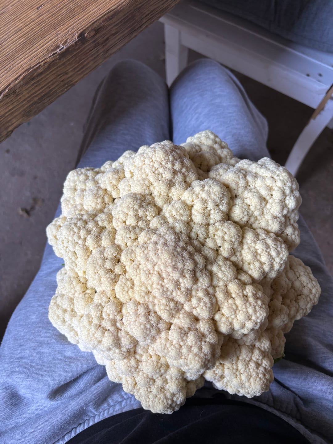 Customer photo review of Blumenkohl ‘Neckarperle‘