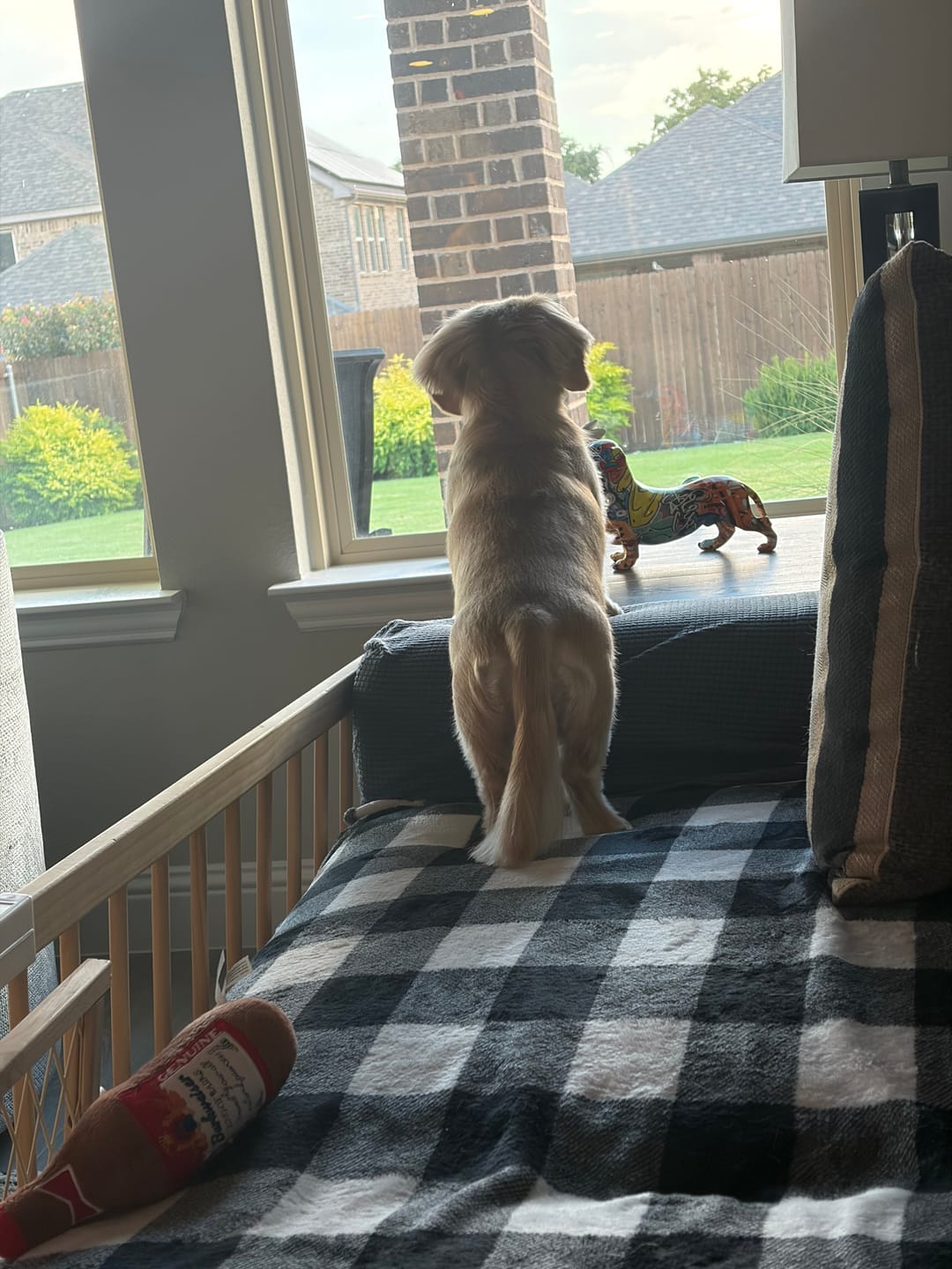 Customer photo review of Mint Yak Chew — Freshens Breath & Keeps Dogs Busy for Days