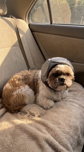 Customer photo review of PeacePaws™ Calming Ear Muffs for Dogs