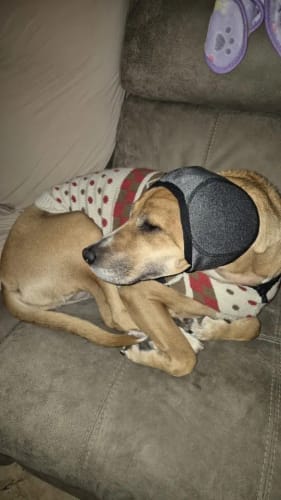 Customer photo review of Rincón Peludo® | Protector Acústico Antiestrés para Perros