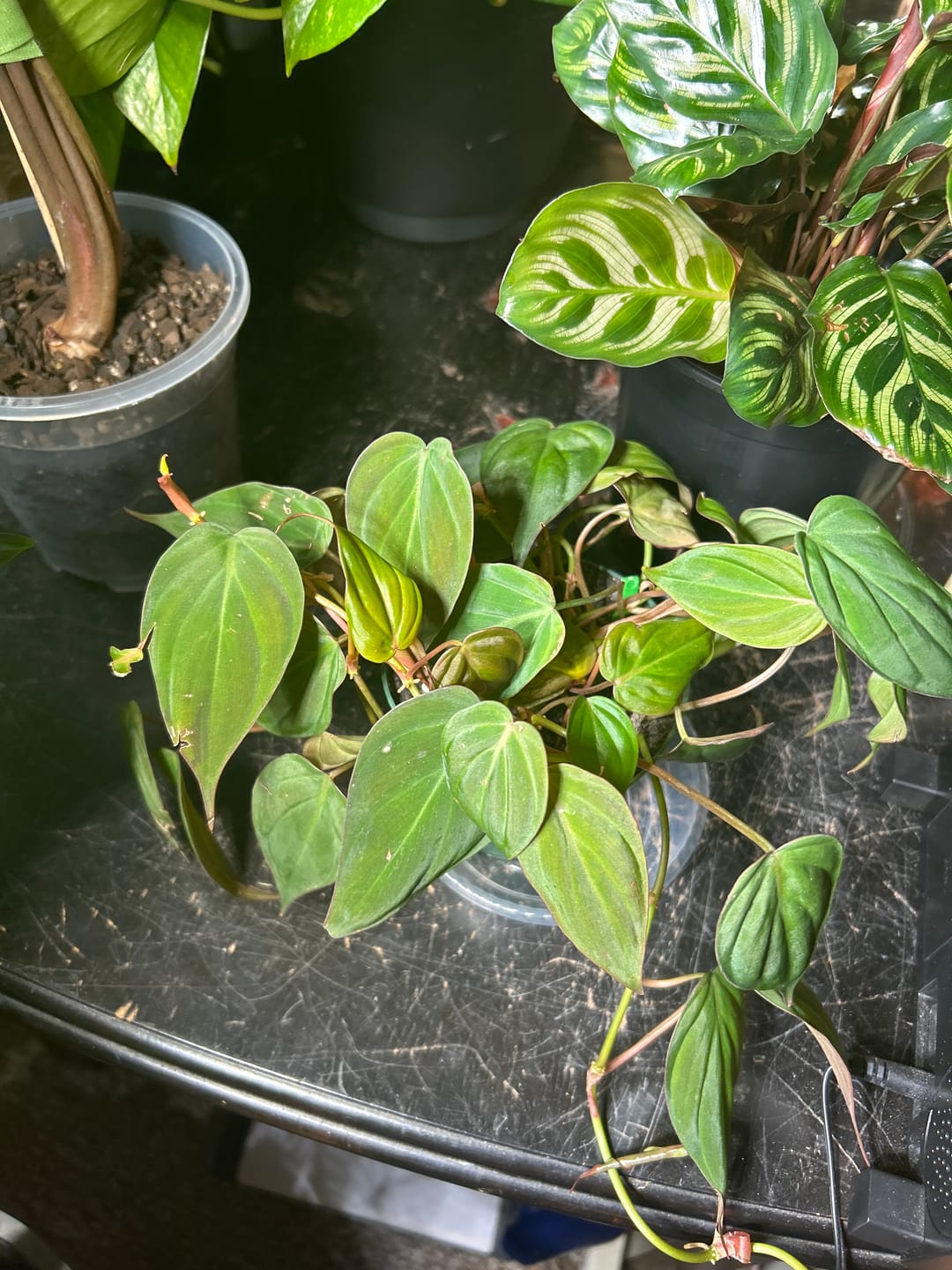 Customer photo review of Philodendron hederaceum 'Micans'