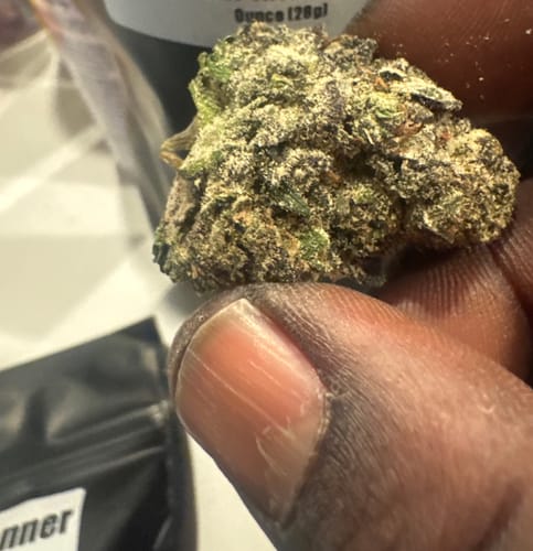 Customer's hand holding a dense, dark green and purple Bruce Banner THCA flower bud in a close-up.