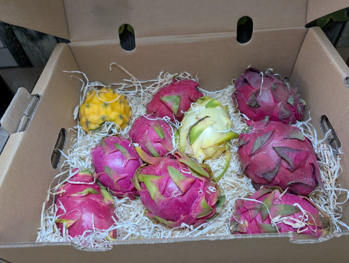 Customer photo review of Drachenwunder Box (5-6 Sorten!) Wochenaktion %